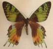 Urania ripheus aberrationt (Internet Image property of respective owner, non-commercial use only)
